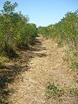 2. pont felé úton