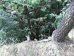 Szaki 1.
