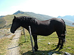 A szeretetéhes ló