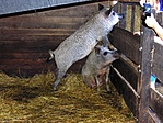 háztáji mangalica