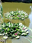 Tavirózsák