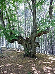 Dr. Bubó fája