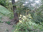 GCgevi_20130922154724.jpg