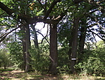Tölgygűrű.