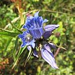 Tárnicsok amerre a szem ellát