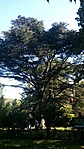 libanoni cédrus