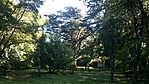 libanoni cédrus