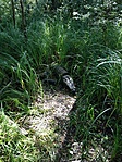 krokodil