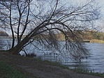 Bedőlt fa