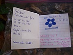 GCzs1 geoláda (3)