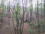 Gyertyánosi erdő (2)