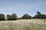 szavanna