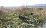 GCTORT_20131027125808.jpg