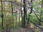A sűrüben