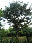 cédrusfa