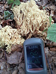 Sárga Korallgomba +GPS