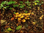 Gombacsoport