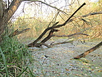 Bedőlve