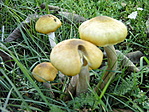 Gombák