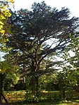 Cédrus