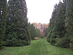 Fenyők