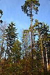erdő