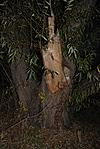 A célban