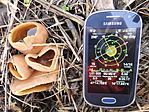 Peziza vesiculosa