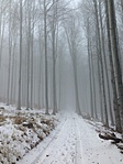 Köd