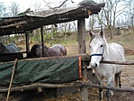 GCbuga_20131227112211.jpg