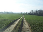 A mezőn át... :) (2)