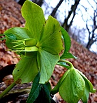 szilveszteri  hunyor