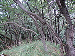 Erdő
