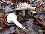 Csigagomba