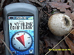 Lycoperdon perlatum