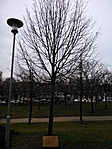 Gróf Széchenyi István emlékfája (1991)