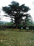 Libanoni cédrus (Cedrus libani)