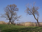 Csicsergő-(fél)sziget (2)