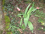 Virágzó tulipán