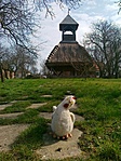 harangláb