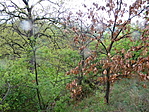 Esőben