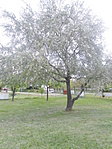 Havazott is