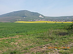 Virágzik a repce