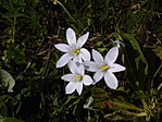 Ernyős madártej (Ornithogalum umbellatum) a láda mellett