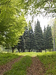 Fenyőcsoport