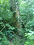 GCCDKP_20140511135859.jpg
