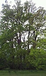 GCMora_2014051153206.jpg