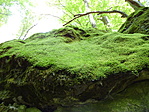 A Leány-kő felső, zöldmohás tömbje