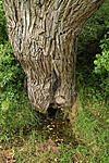 Forrás