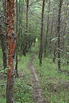 Ösvény